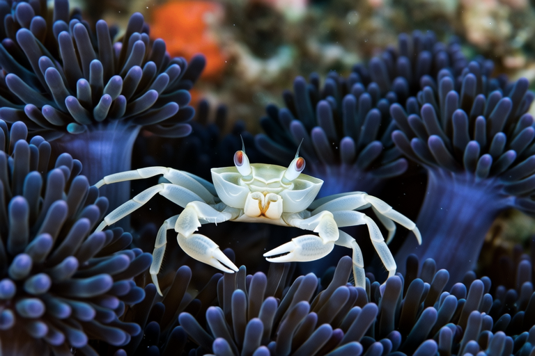 Peek into the Hidden World of Pea Crabs: Nature’s Mini Marvels